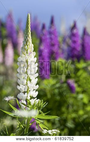 Lupins growing wild  and flowering along the roadsides and streams or rural Prince Edward Island, Canada.