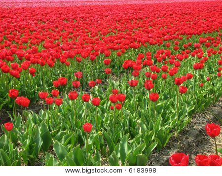 Tulipani olandesi in primavera