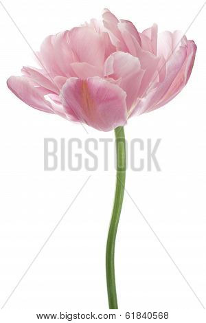 Tulip