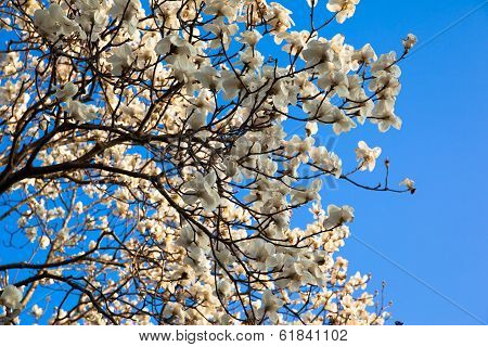 Blooming Magnolia flowers in blue sky