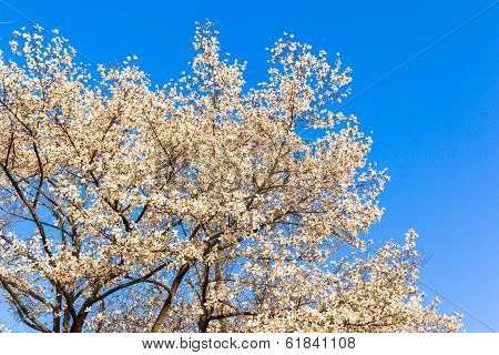 Blooming Magnolia flowers in blue sky