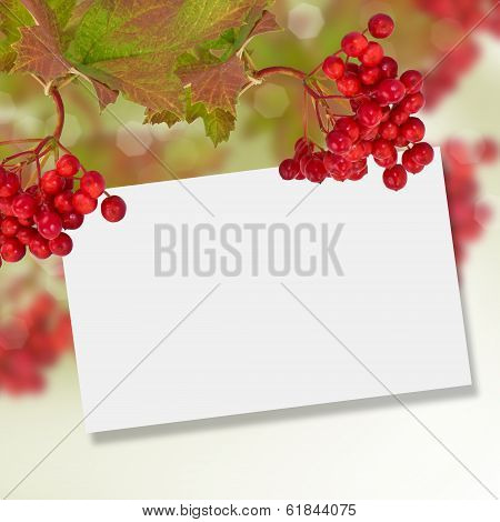 Berries Of Red Viburnum. Autumn Background.