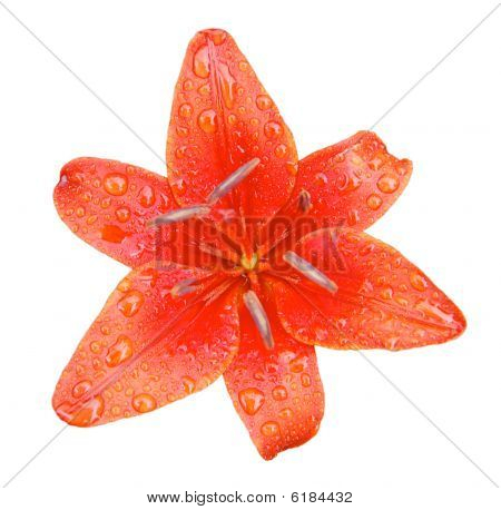 red daylily with raindrops isolated