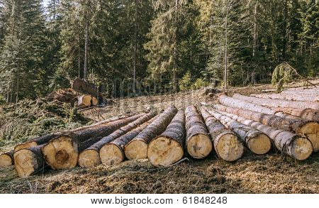 Nature destruction Logging
