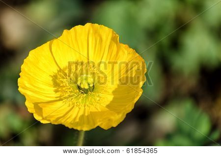 Papaver Nudicaule (close-up).