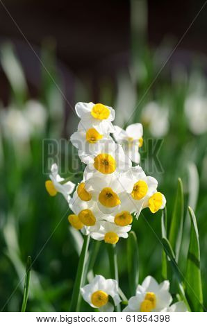 White Narcissus.