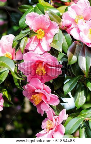 Camellia Sasanqua