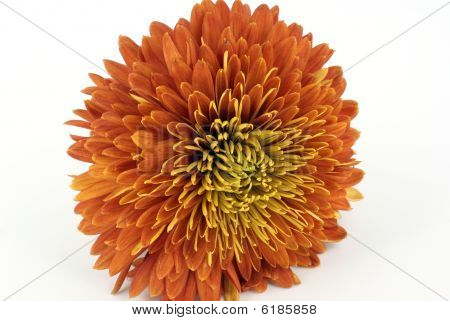 Chrysanthemum
