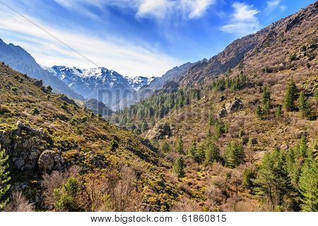 Forest And Snow Covered Mountains From Asco Valley In Corsica