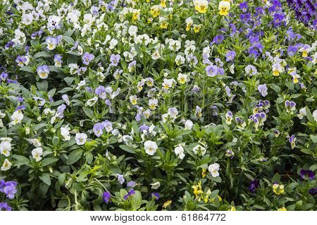 Mixed Flowers In Garden