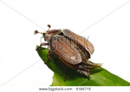 Květen bug (chroustům Vulgaris)