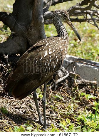 Limpkin