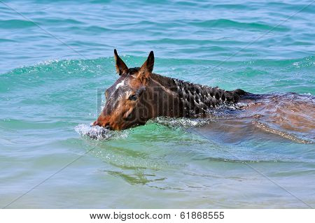 Horse swims in the sea