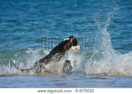 The pitbull dog is jumping into the sea.
