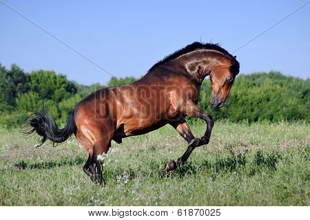 Stallion runs gallop