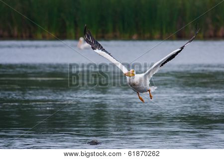 White Pelican (pelecanus Erythrorhynchos) In Flight