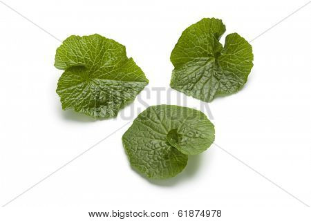  Wasabi leaves on white background