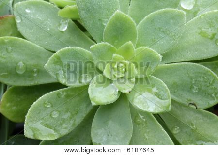 Echeveria