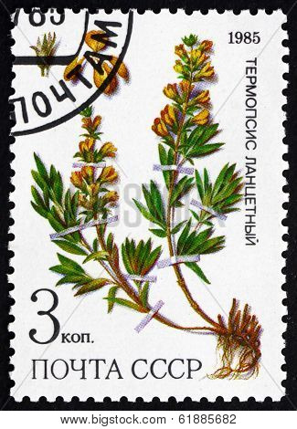 Postage Stamp Russia 1985 False Lupine, Medicinal Plant