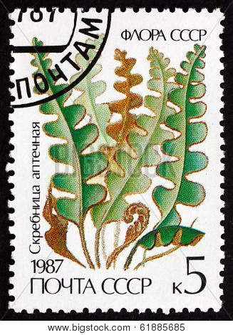 Postage Stamp Russia 1987 Rustyback, Ceterach Officinarum, Fern