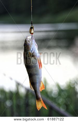 Fish  on spinning