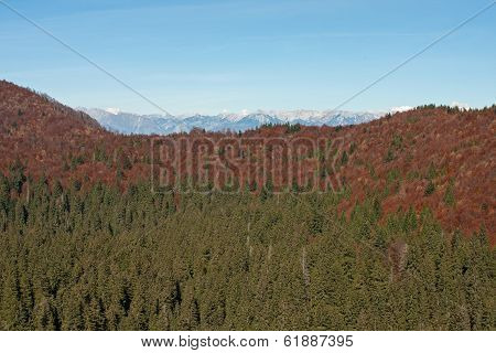 Frost Hollow In Autumn