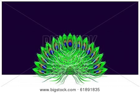Peacock tail