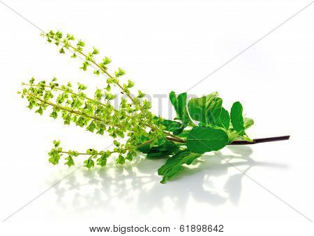 Basil  Flower