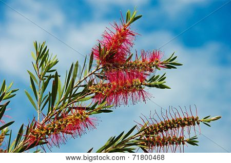 Callistemon Blooming Against The Sky