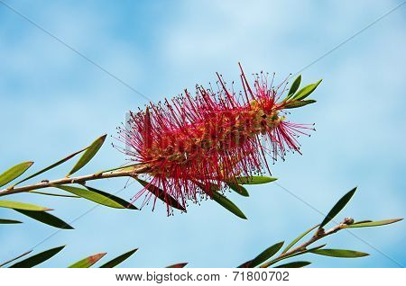 Callistemon Blooming Against The Sky