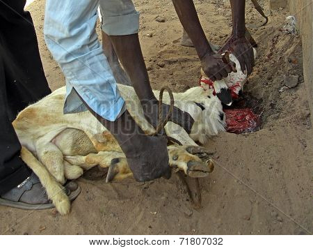 Slaughtering A Goat In A Ritual Sacrifice.