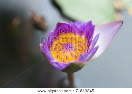 bloom Lotus Flower on spring season