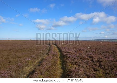 Moorland Tracks