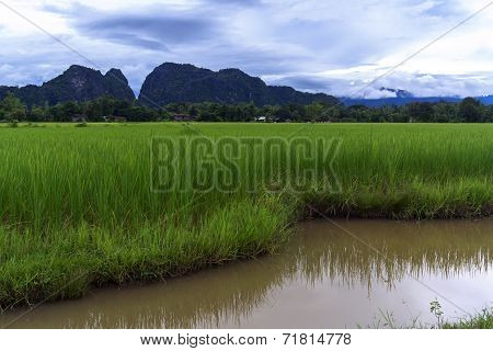 Rice Fields Laos