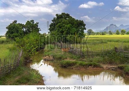 Rural Landscape Laos