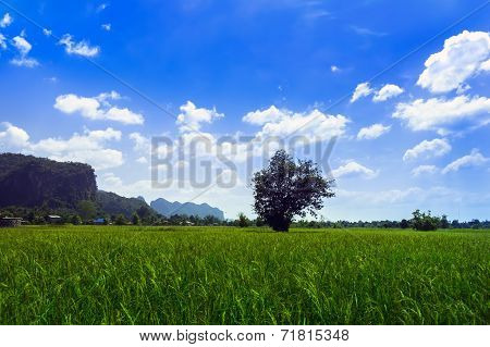 Meadows And Hills Of Laos