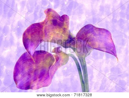 calla-sea