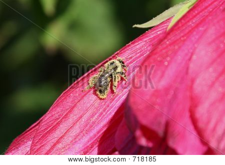 Pyłek objęte Bumble Bee 