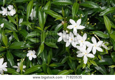 Wrightia Religiosa With Green Leaf