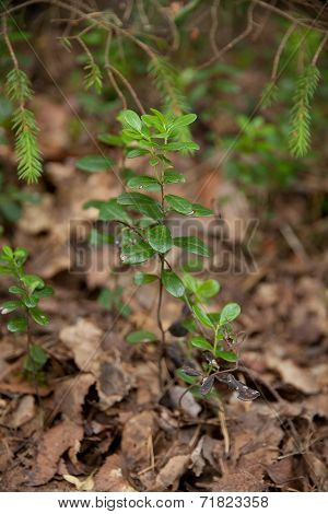 Cowberry