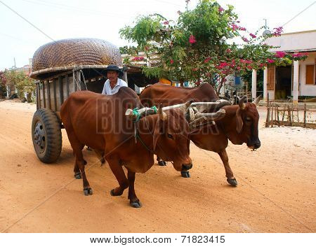 Wagon, Transport At Vietnam Countryside