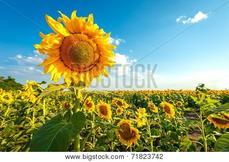 Sunflower On The Field