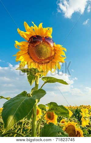 Sunflower In Sunglasses