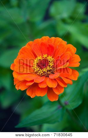 Beautiful Orange Flower On Green Background