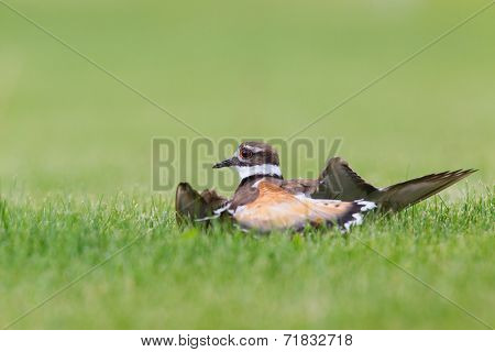 Killdeer doing its broken wing act to fool predators  away from its nest and young. 