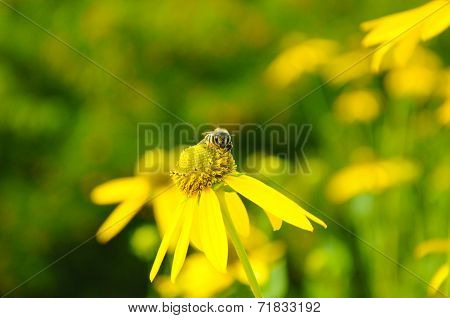 a bee on a yellow flower
