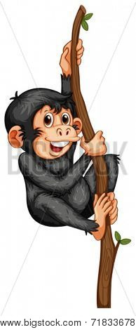 Illustration of a chimpanzee hanging on a vine
