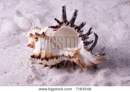 Seashell