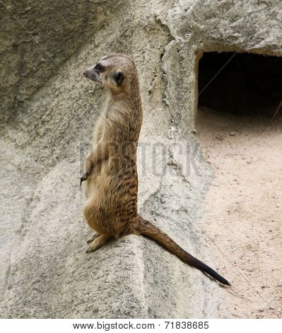 Single meerkat is standing.
