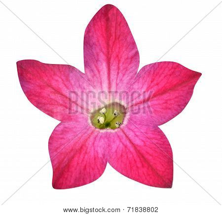 Purple Morning Glory Flower Isolated On White